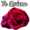 Rosas ❤🌹 12