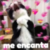 Gatitos    1 12