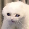sweet meme cats 11