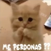 Gatitos    1 13