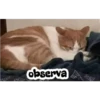 observa