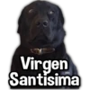 Perritos XD 9