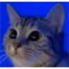 sweet meme cats 14