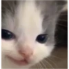 sweet meme cats 15