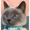 sweet meme cats 16