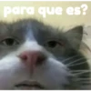 Gatitos    1 17