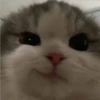 Gatitos    1 19