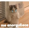 Gatitos    1 20