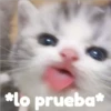 Gatitos    1 21