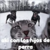 Gatitos    1 23