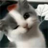 sweet meme cats 17
