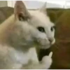 Gatitos    1 24