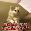 Gatitos    1 25