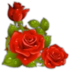 Rosas ❤🌹 21