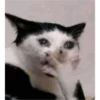 sweet meme cats 18