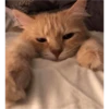 sweet meme cats 19