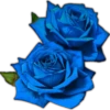 Rosas ❤🌹 22