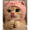 sweet meme cats 20