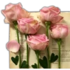 Rosas ❤🌹 25