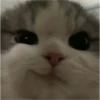 sweet meme cats 21