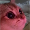 sweet meme cats 23