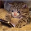 sweet meme cats 24