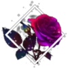 Rosas ❤🌹 26