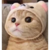 sweet meme cats 25