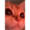 sweet meme cats 26