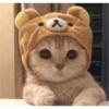 sweet meme cats 27