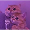 sweet meme cats 28