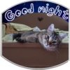 Gat sSSs 25
