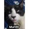 Murido