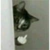 sweet meme cats 29