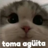 Gatitos    1 26
