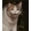 sweet meme cats 30