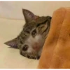 Sad cat 6