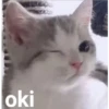 Gatitos    1 29
