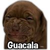 Perritos XD 18