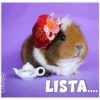 Guinea Chat 🐹 5