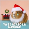 Guinea Chat 🐹 7