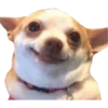 Perritos 5