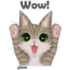 🐱🐾Cat Talk English🐾🐱 5