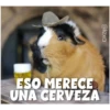 Guinea Chat 🐹 9