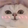 Gatitos 4 7