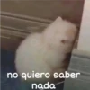 Gatitos 4 8