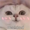 Gatitos 4 9