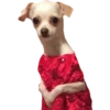 Perritos 6