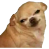 Perritos 7