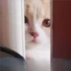 Gatitos 4 11